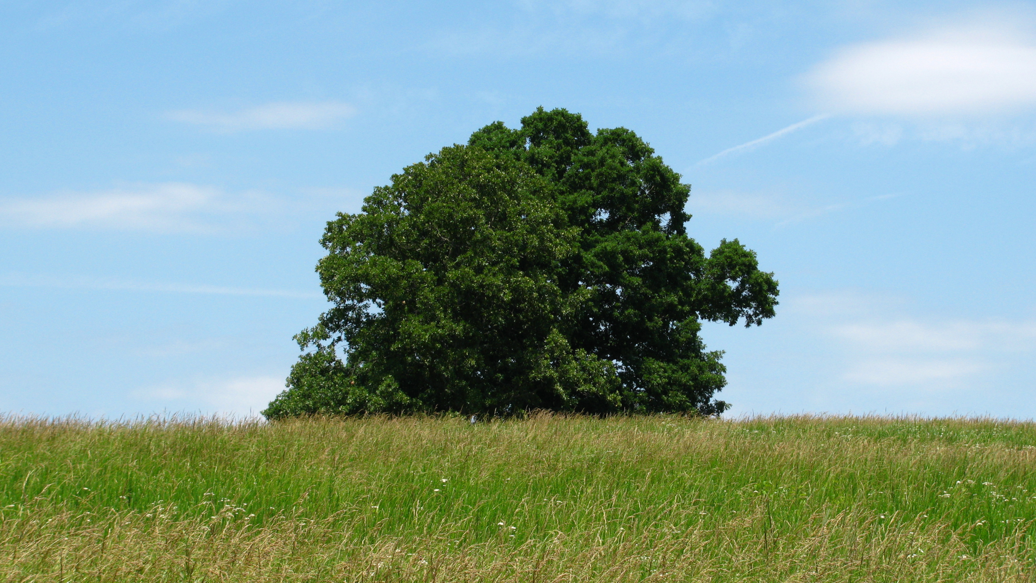 Lone Tree Lone Tree
