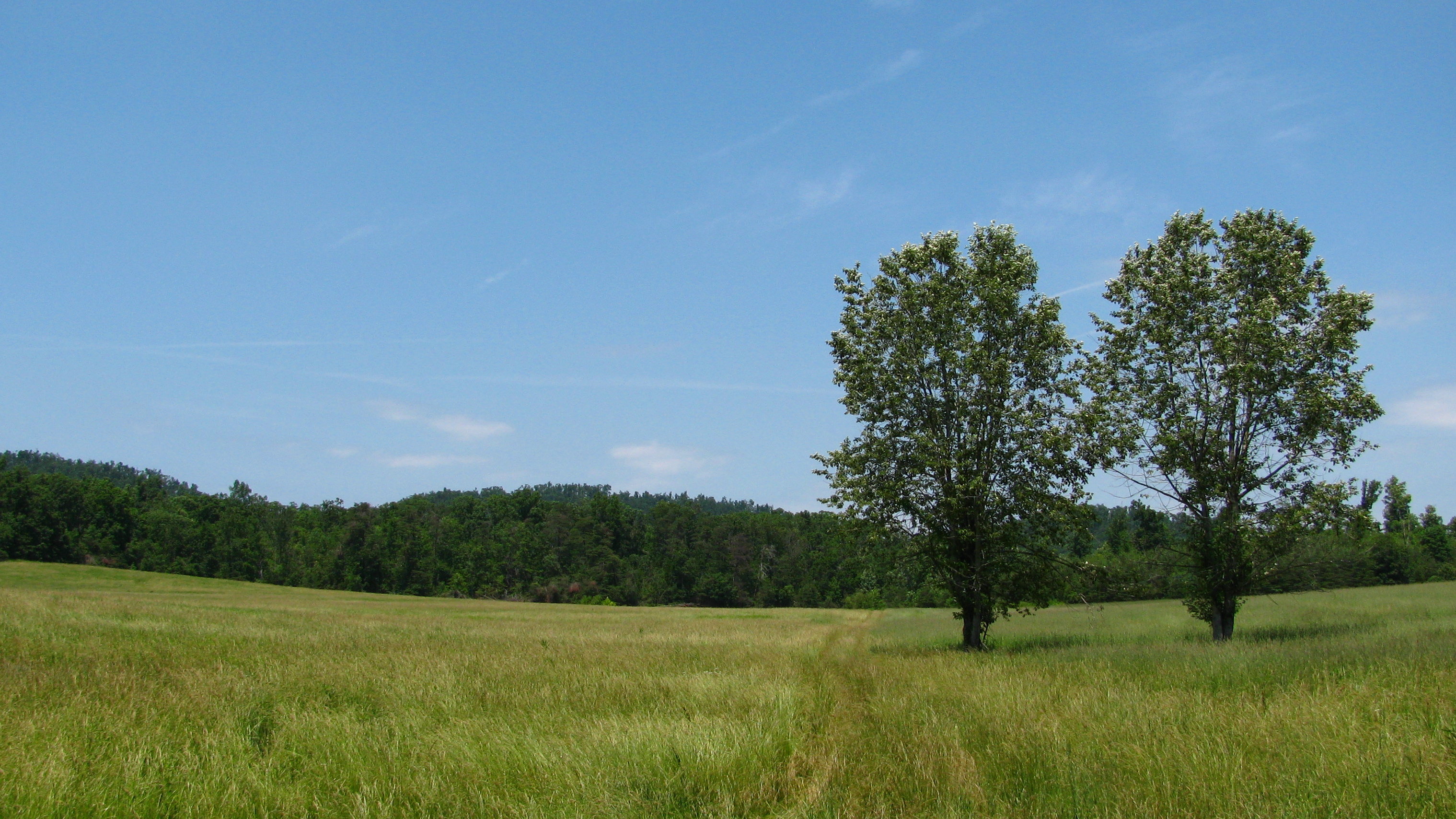 Two Trees