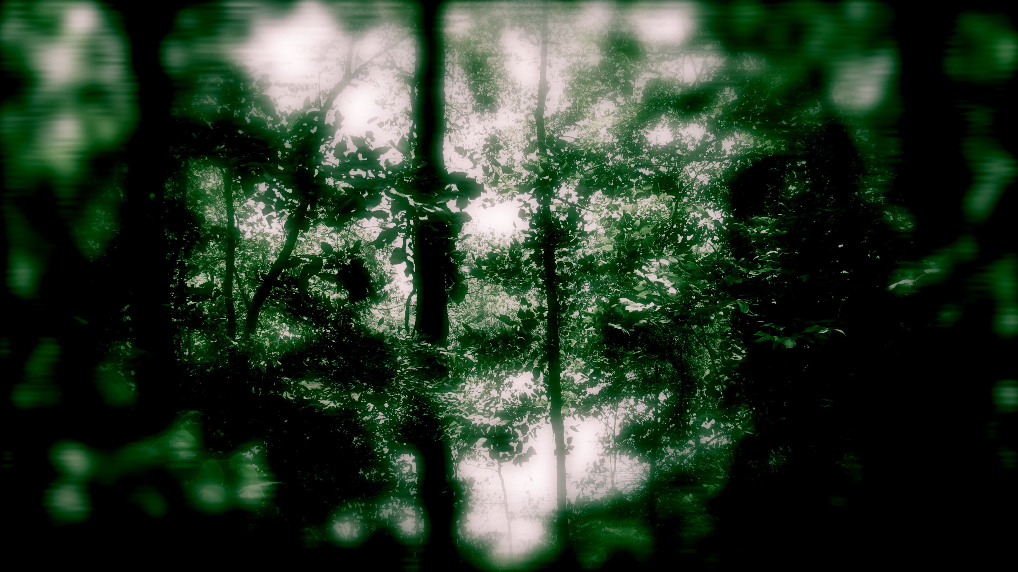 Blurred Trees Blurred Trees